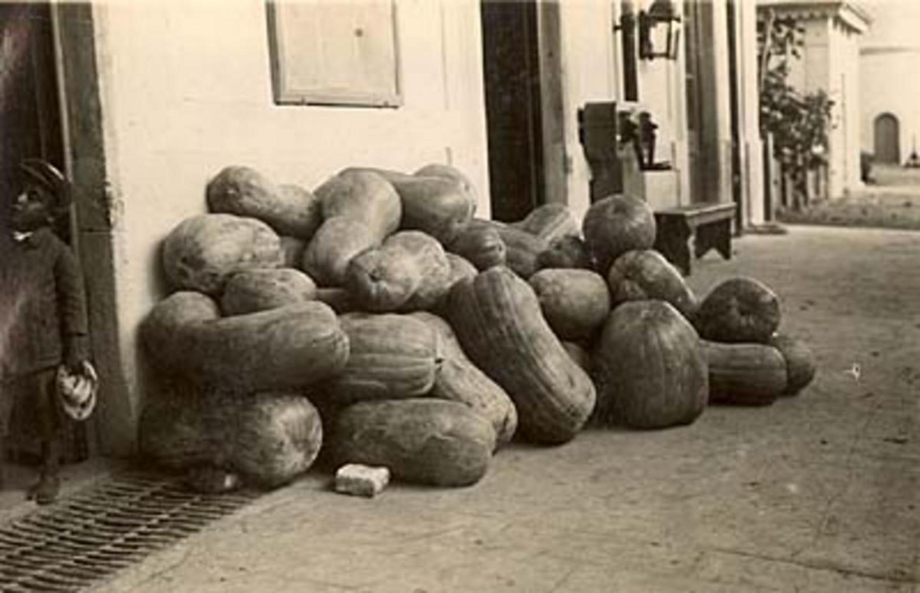 Belvedere Marittimo: Zucche di Verbicaro